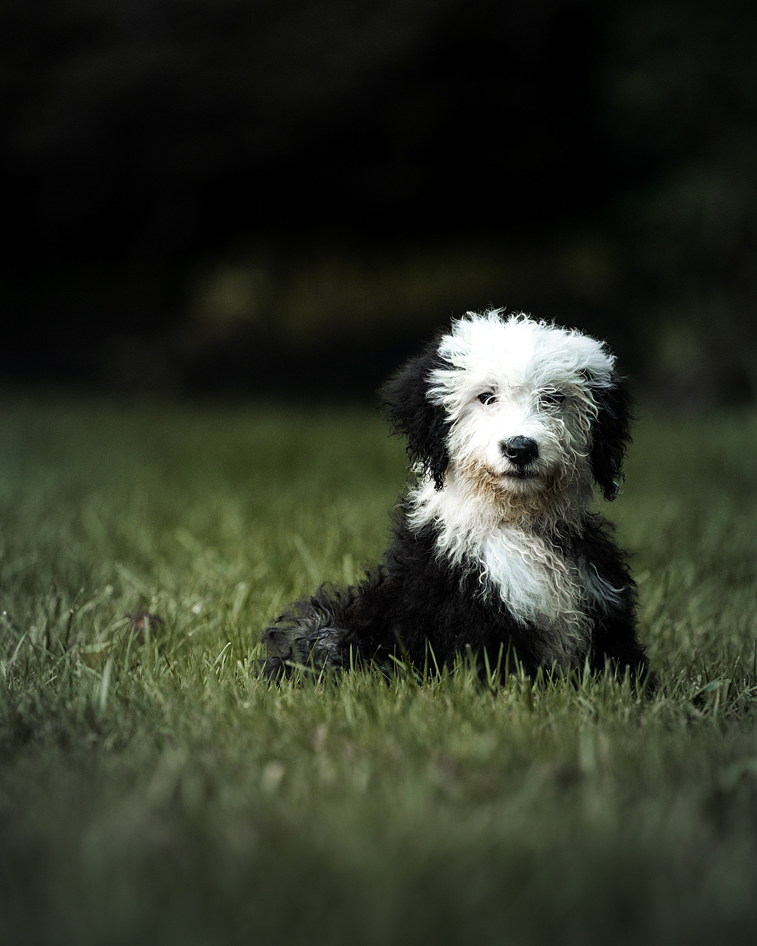 Tilly, our sheepadoodle