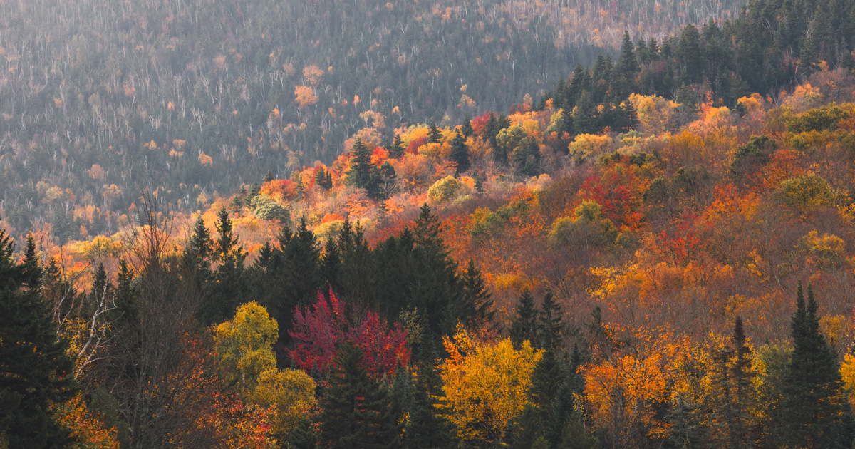 “2023 Adirondacks Fall Foliage Photography Trip,” an article by Dan Mall