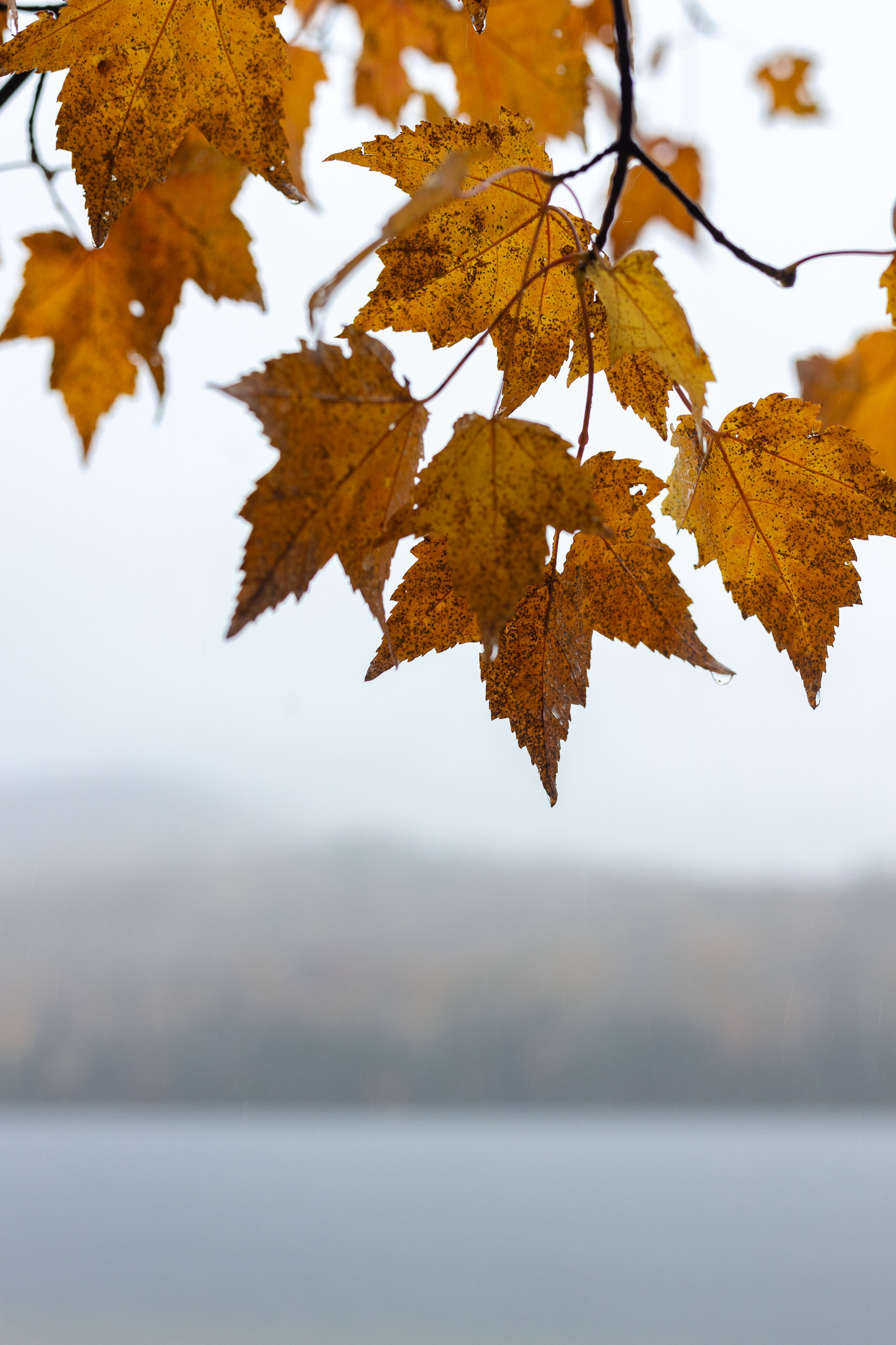 Fall foliage leaves at Heart Lake