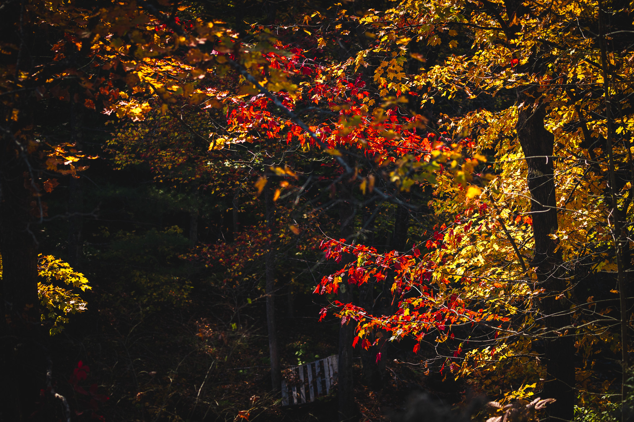 Red and orange fall foliage