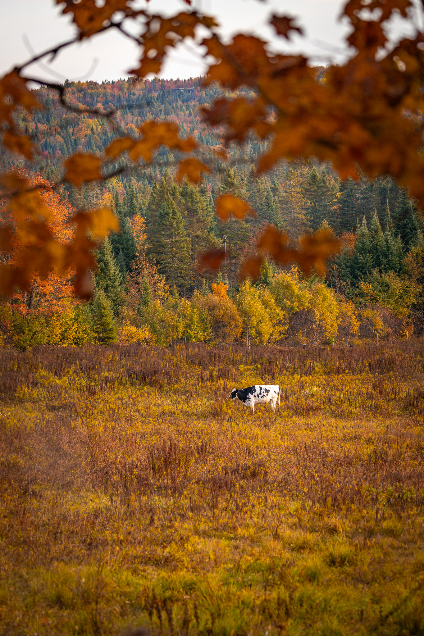 A black and white cow standing in an orange and yellow field with yellow and green foliage in the background