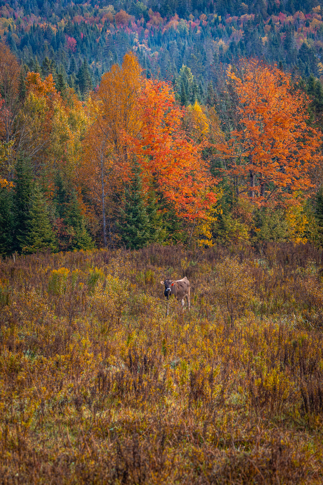 A brown cow standing in an orange and yellow field with yellow and green foliage in the background