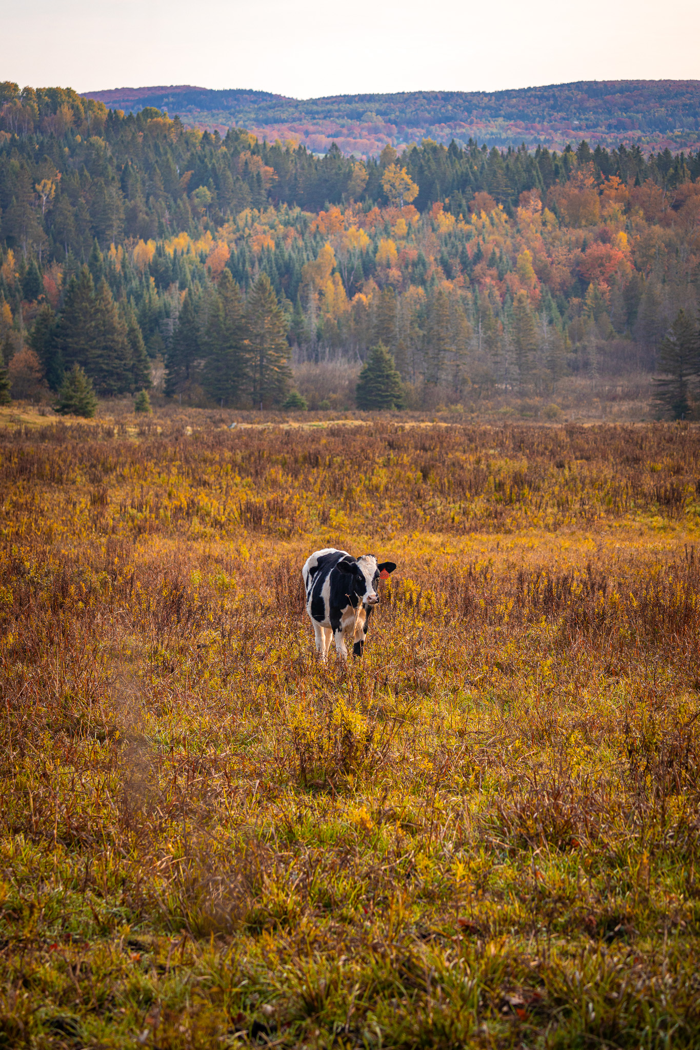 A black and white cow standing in an orange and yellow field with yellow and green foliage in the background