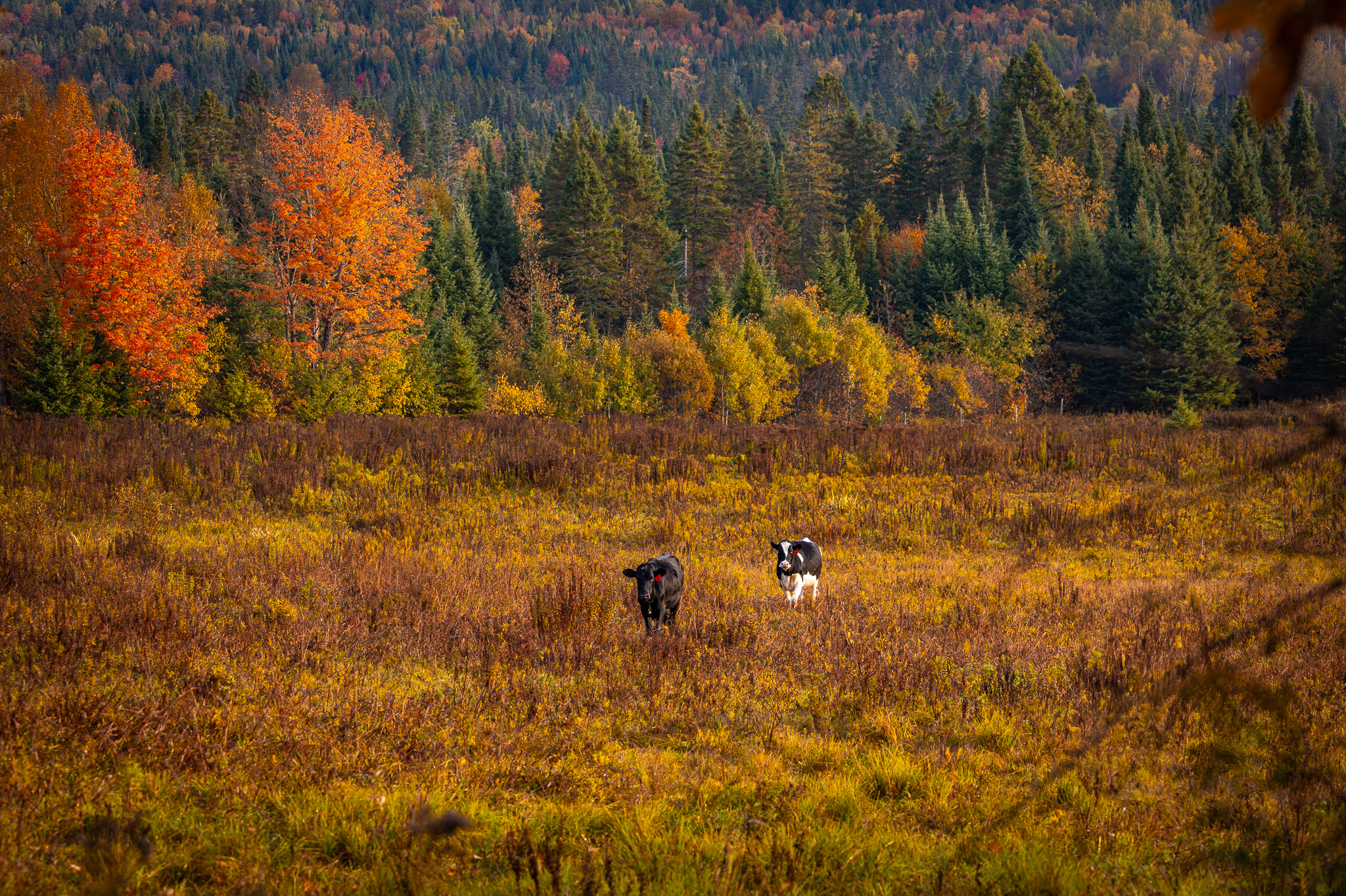 A black and white cow and a black cow standing in an orange and yellow field with yellow and green foliage in the background