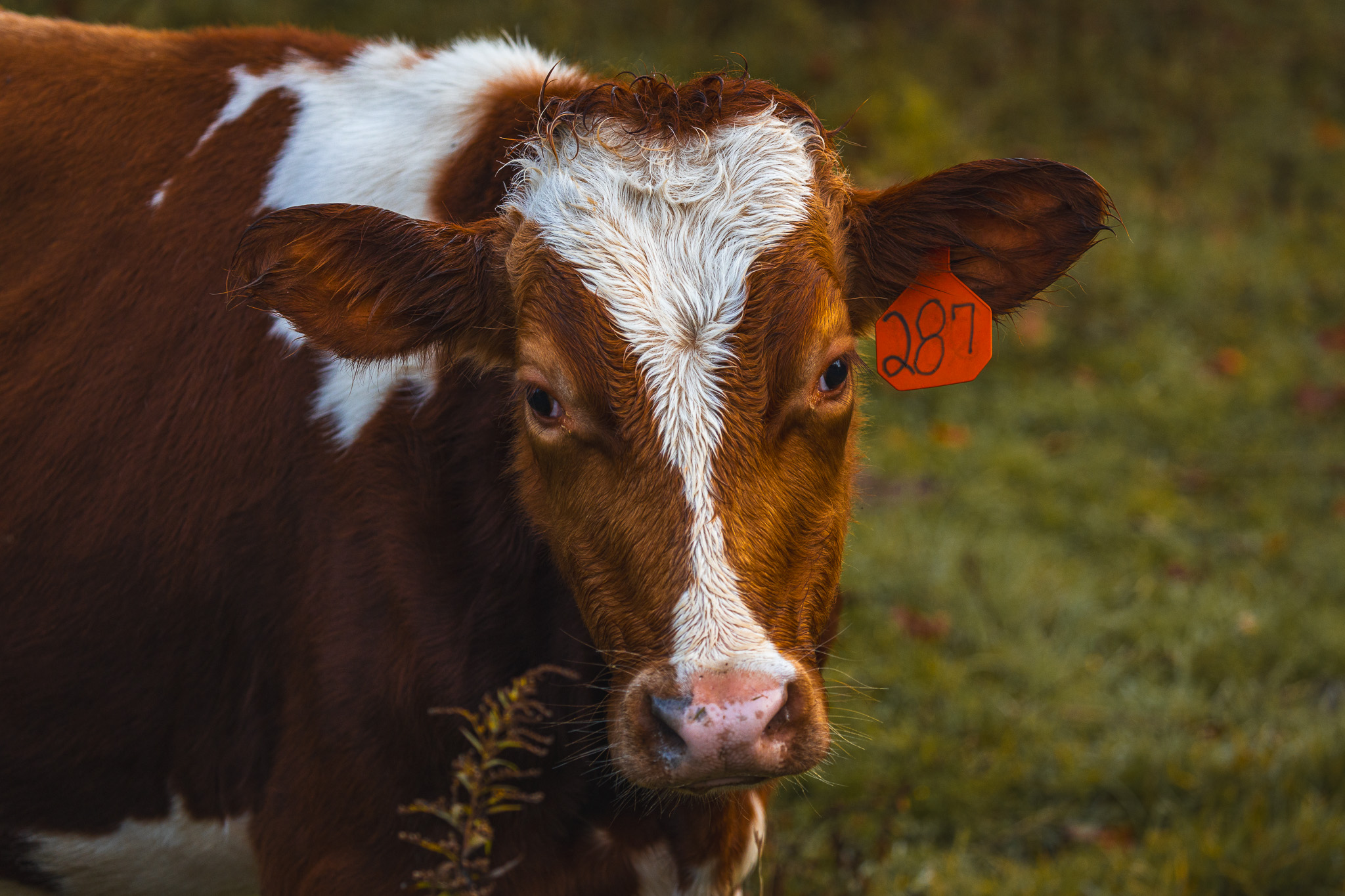 Close-up of a brown cow with a “287“ tag on its ear