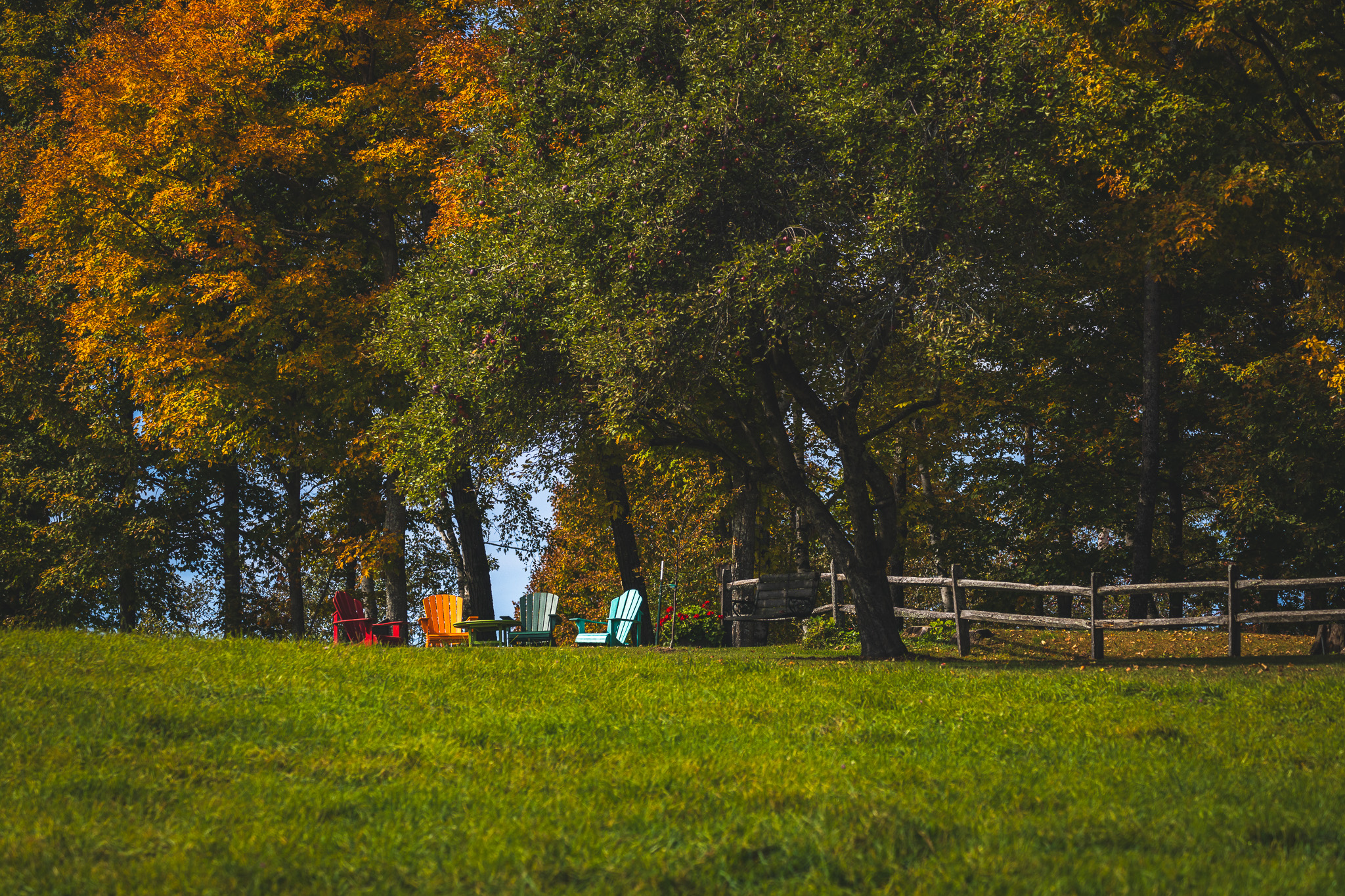 Four adirondack chairs in front of orange and green foliage