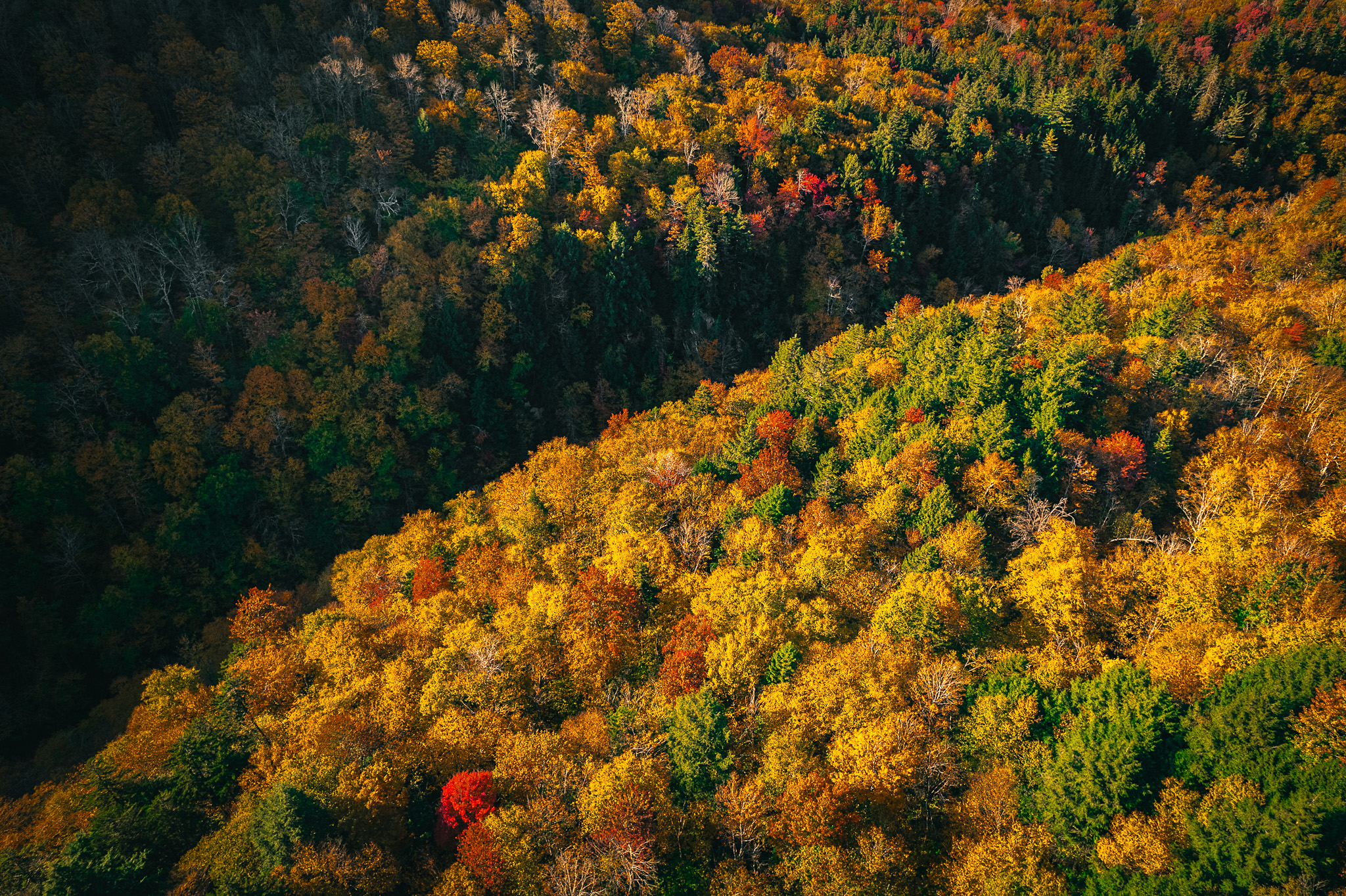 Orange, yellow, red, and green foliage from above