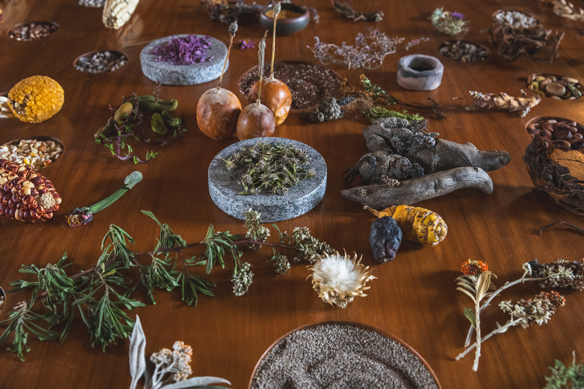 Plants and flowers from MIL Centro’s food lab