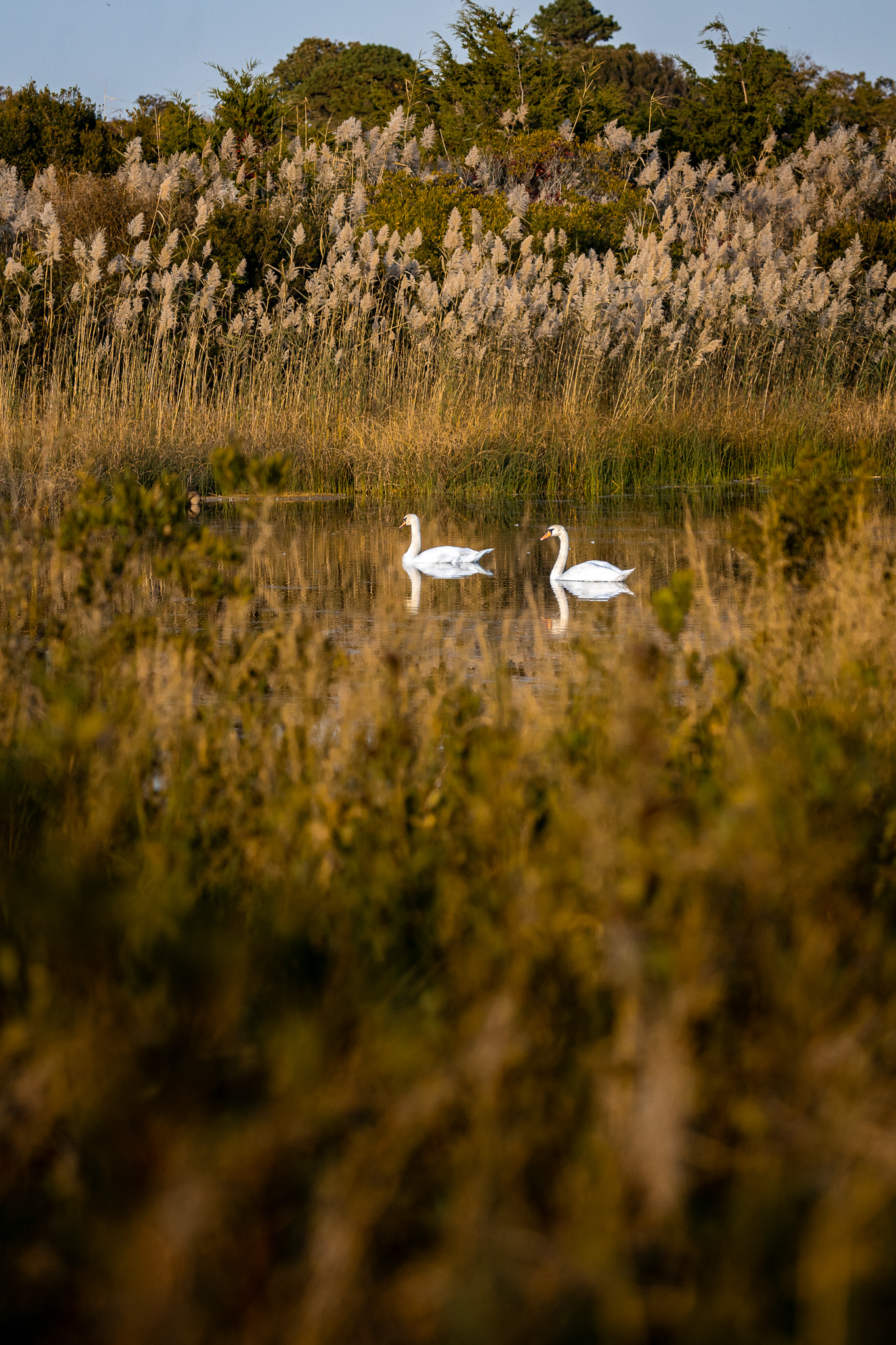 Two white swans swimming