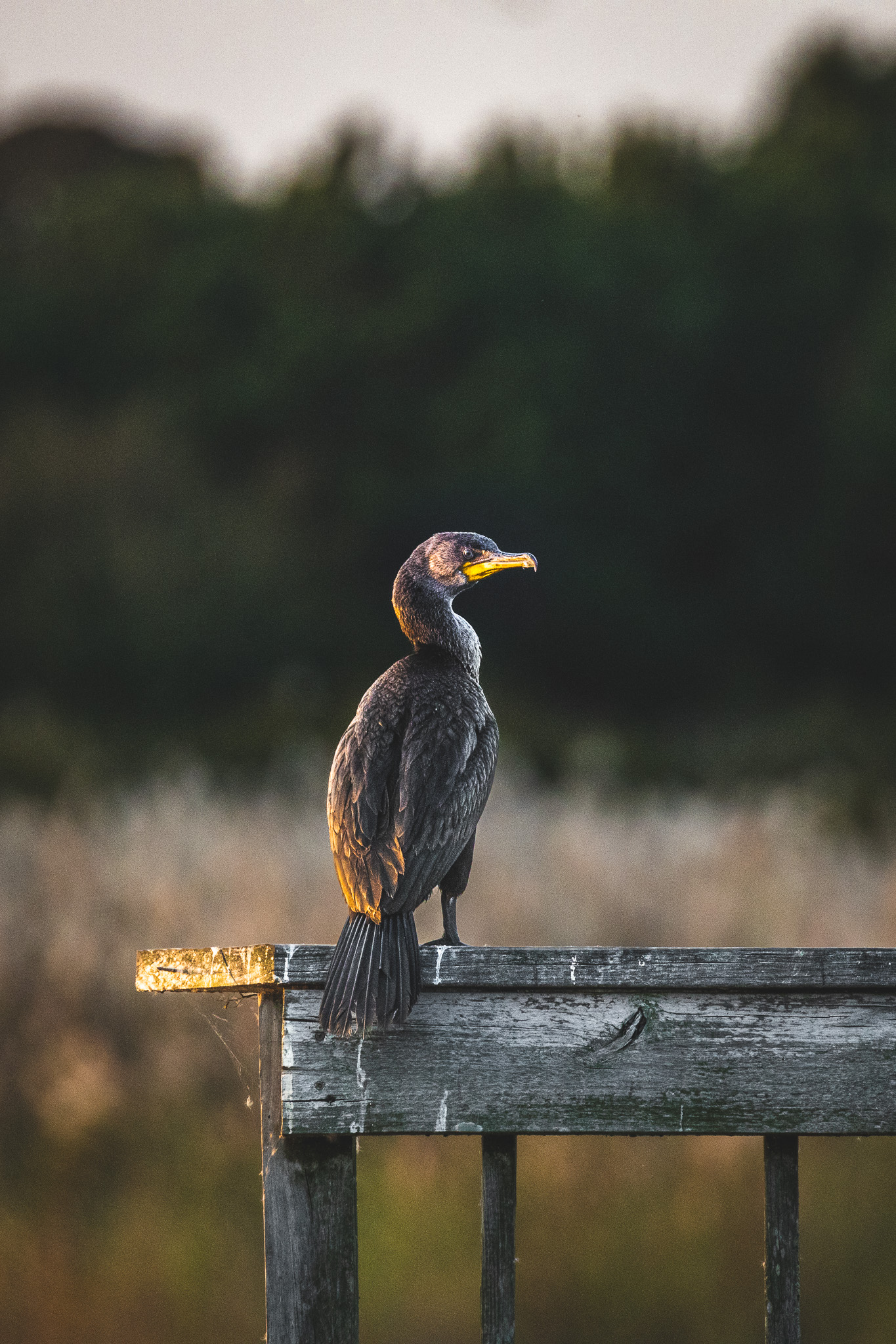 A bird sitting on a wooden ledge