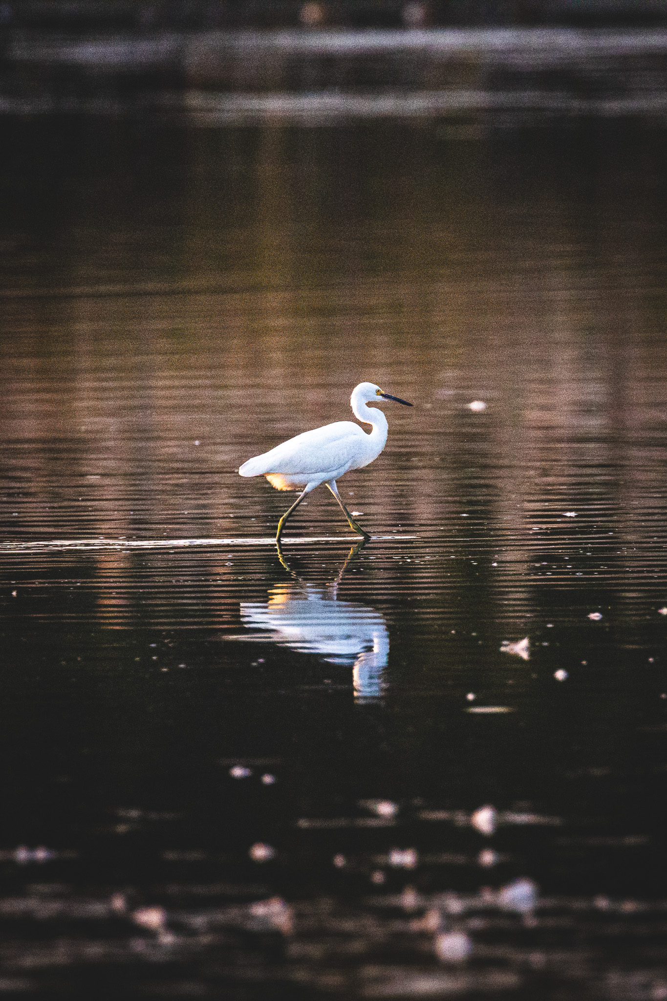 A bird seeming to walk on water