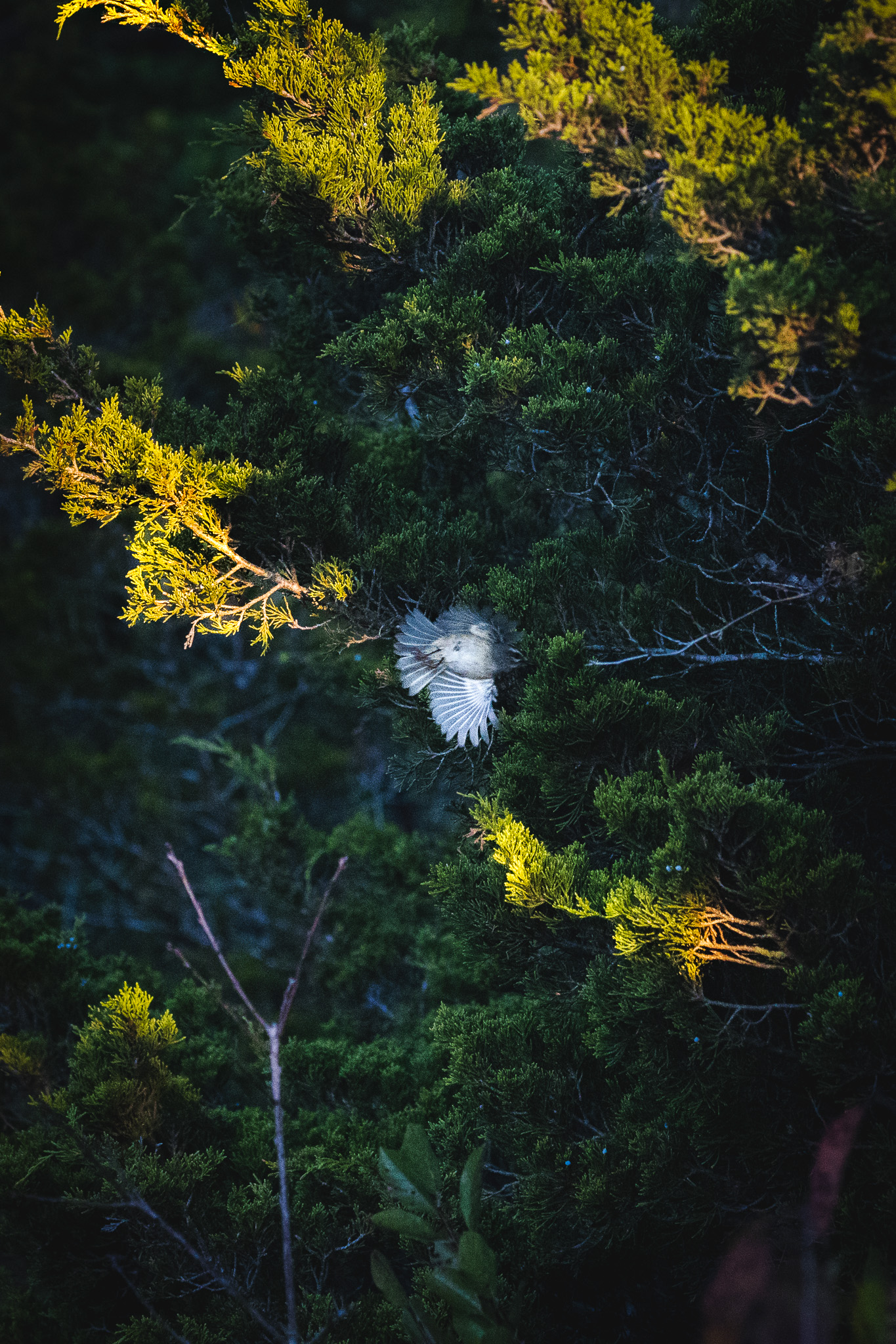 A flying bird in brush