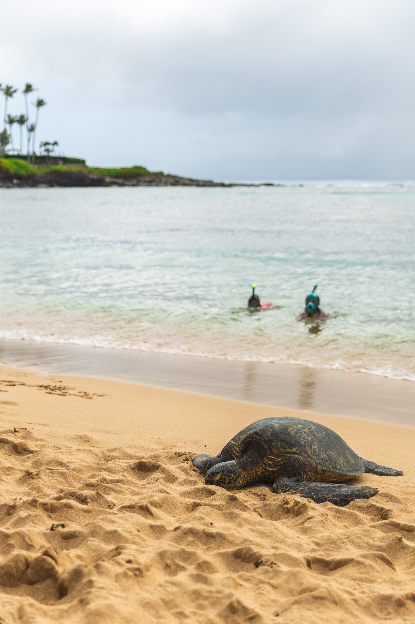 Sidda and Charlie Mall snorkeling with a sea turtle lying on the beach