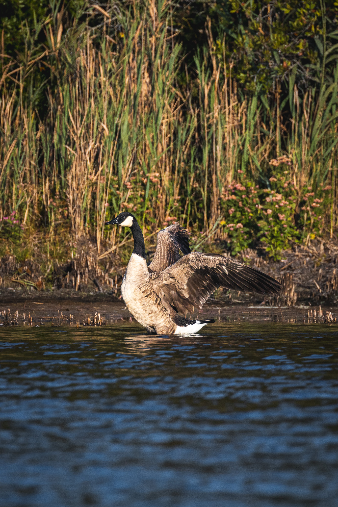 A flapping goose