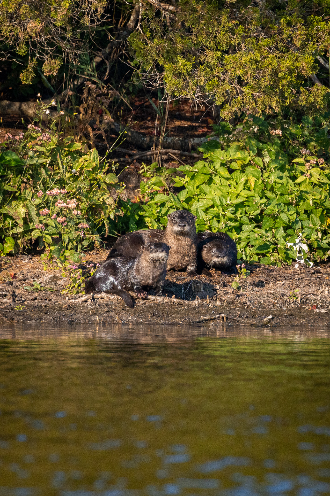 River otters