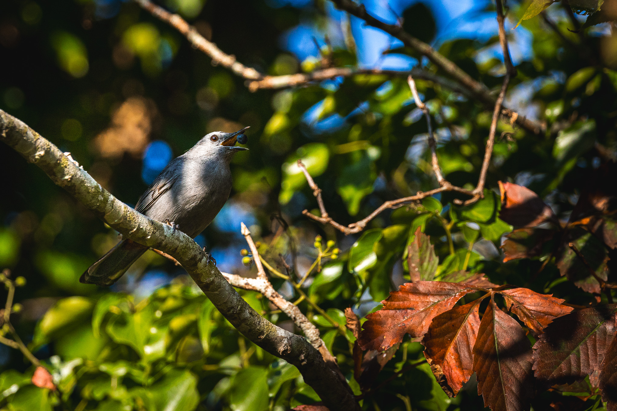 A bird eating a berry