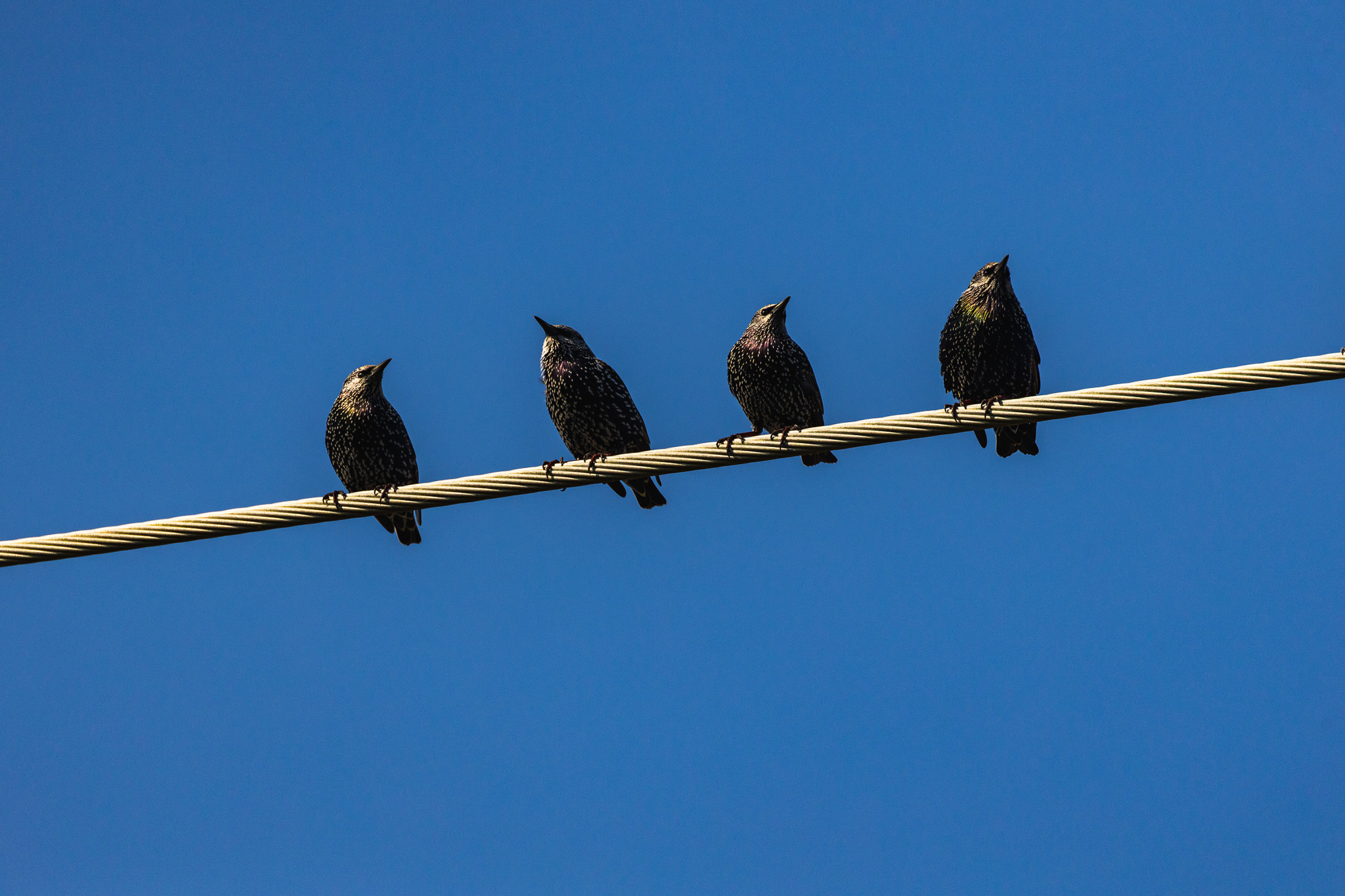 4 birds sitting on a wire