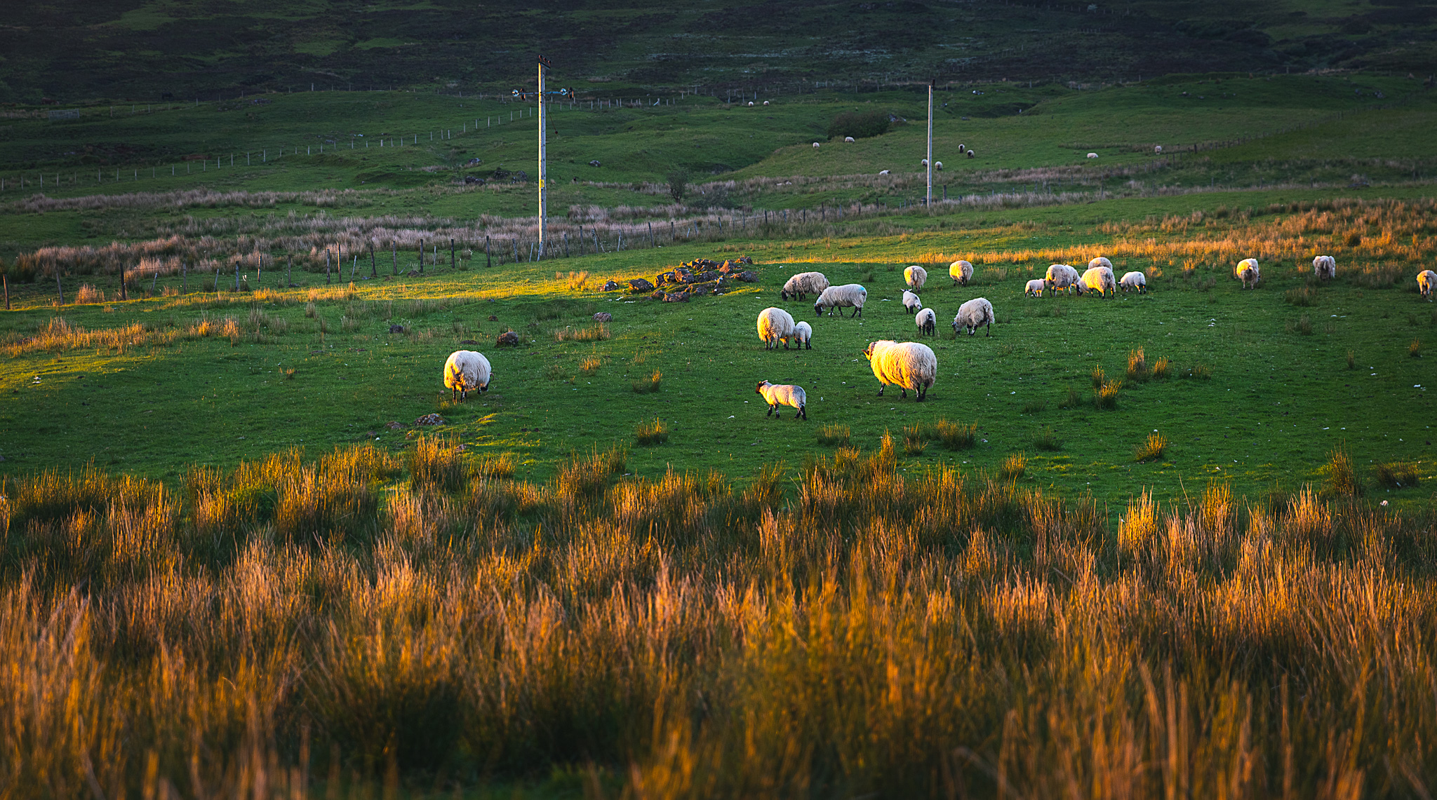 Pasture of sheep in the Isle of Skye