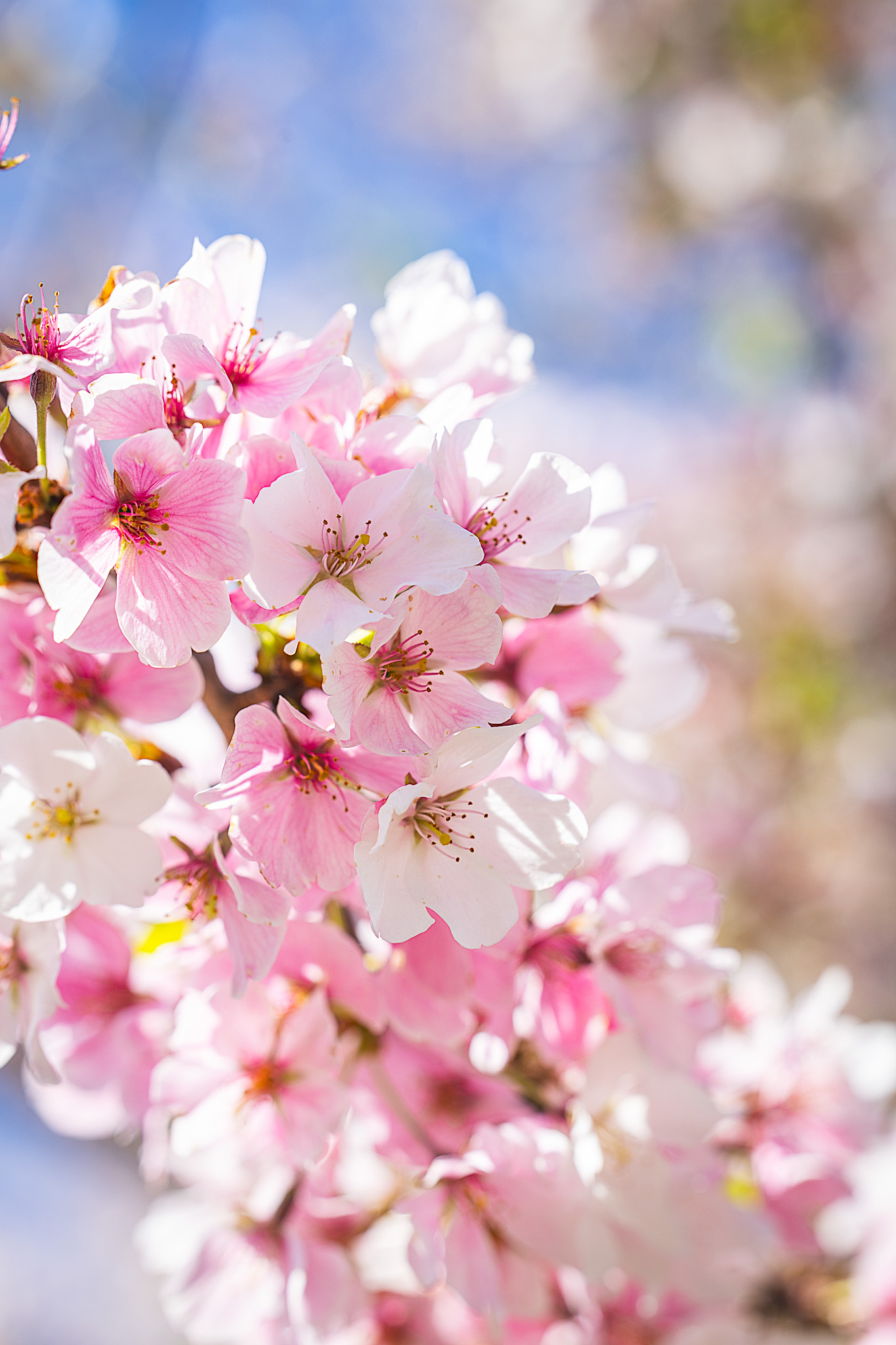 Close-ups of cherry blossoms