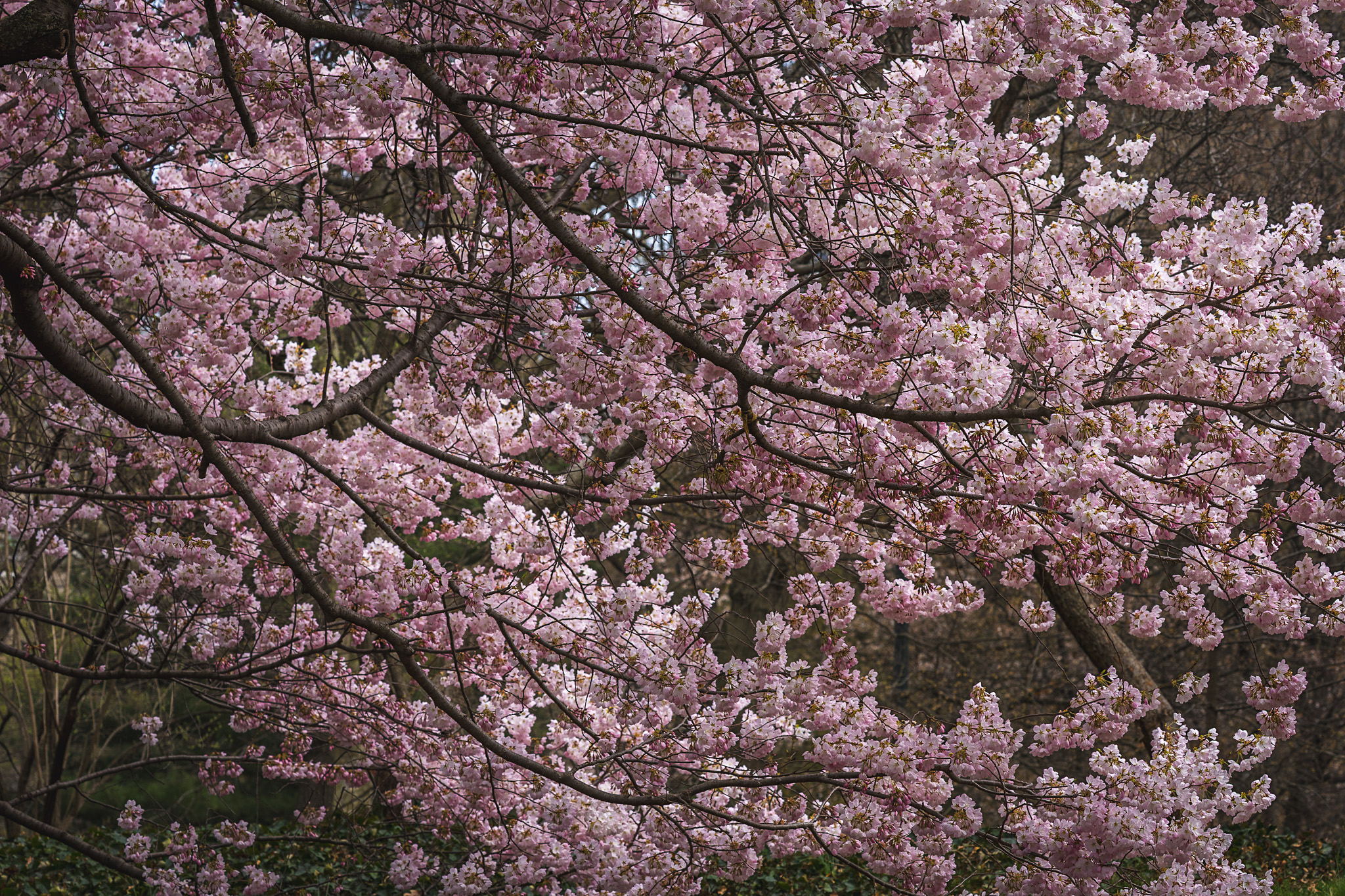 Cherry Blossoms