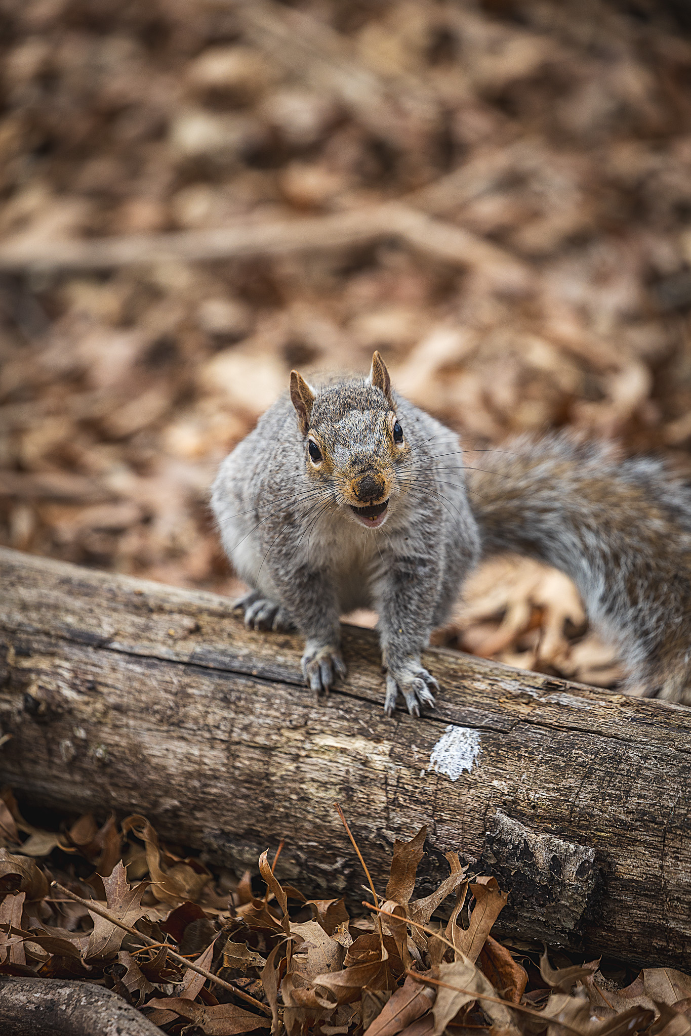 Cute picture of a squirrel