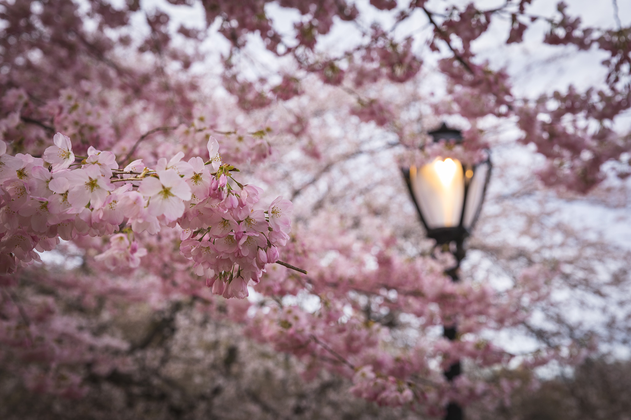 Cherry blossoms and a street lamp