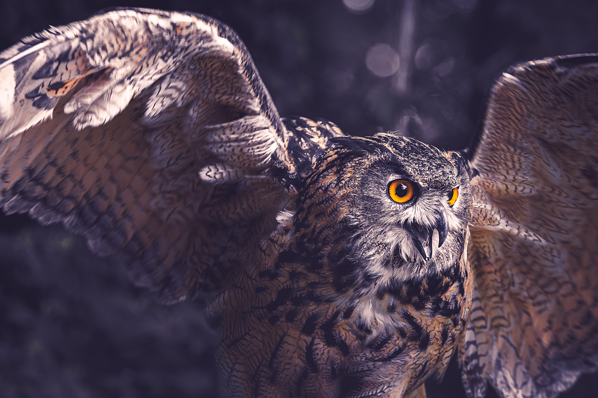 An owl with its wings spread