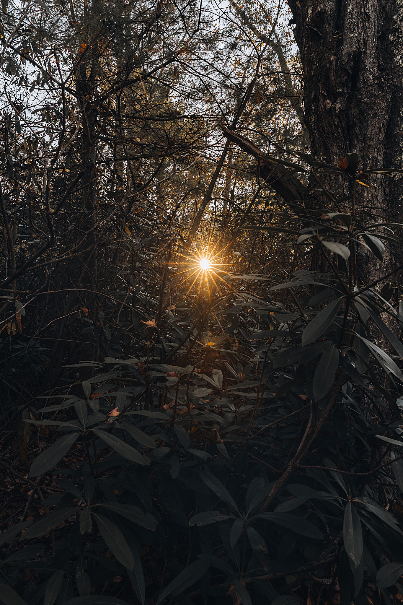 A sunburst in dark green foliage