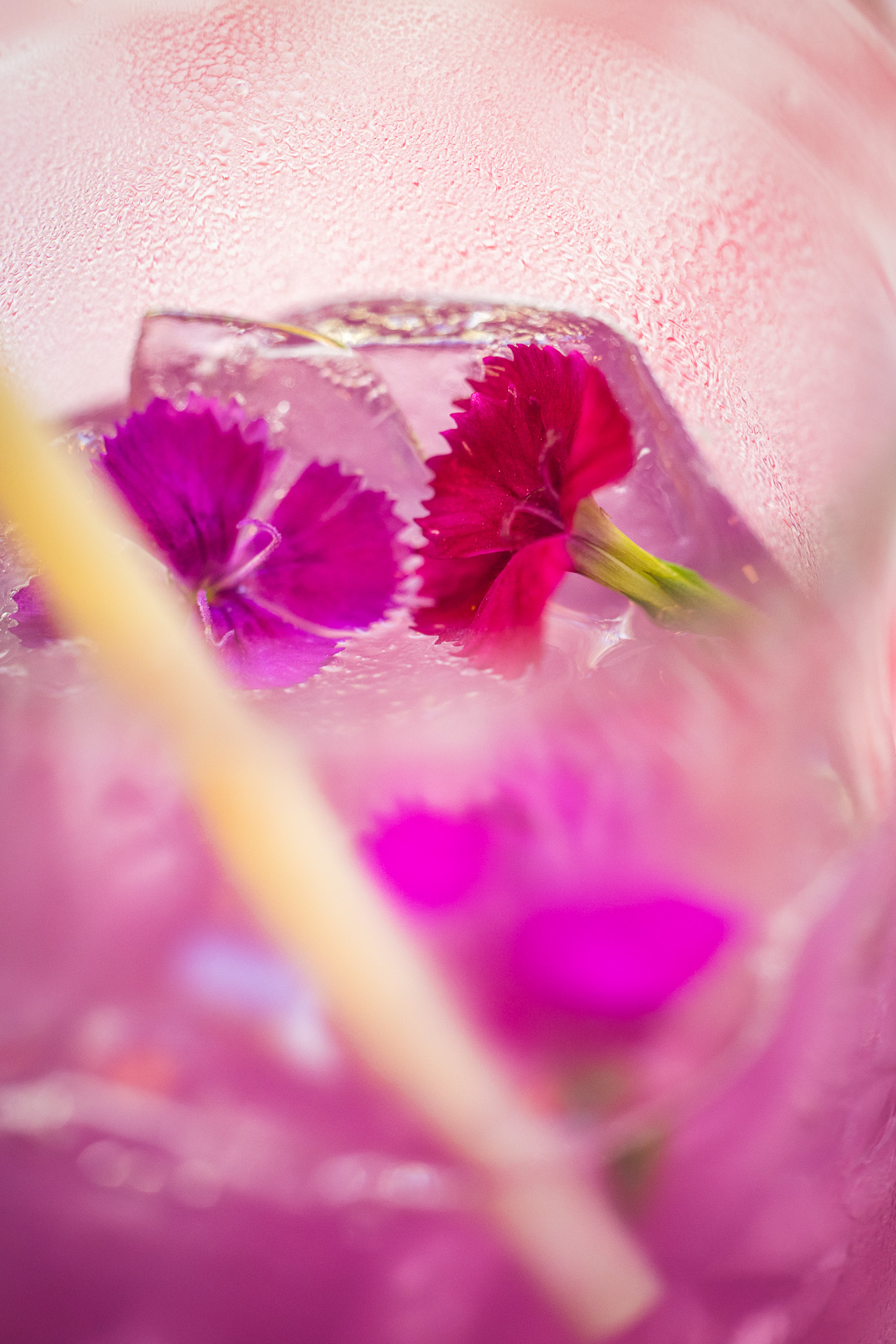 Lavender drink with flowers