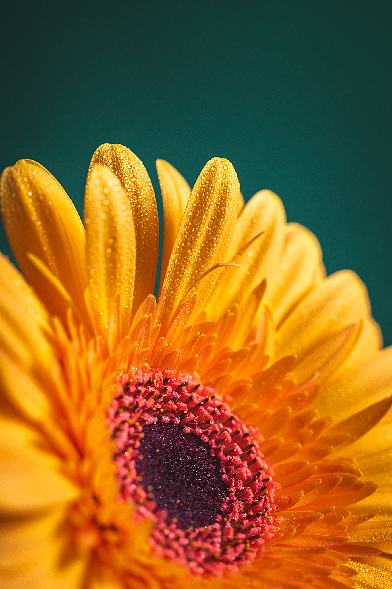 Close up of a yellow sunflower on a teal background