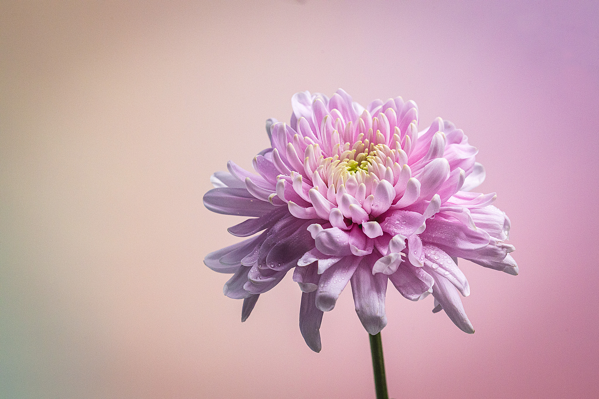 Pink flower on a pink background