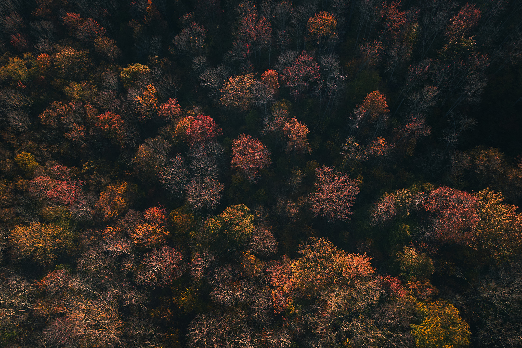 Top-down drone shot of red, orange, and yellow fall foliage