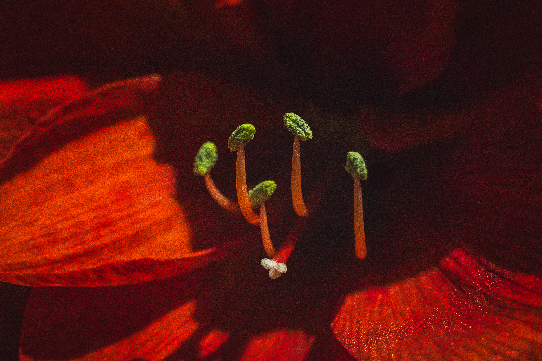 Green stamens in a red flower