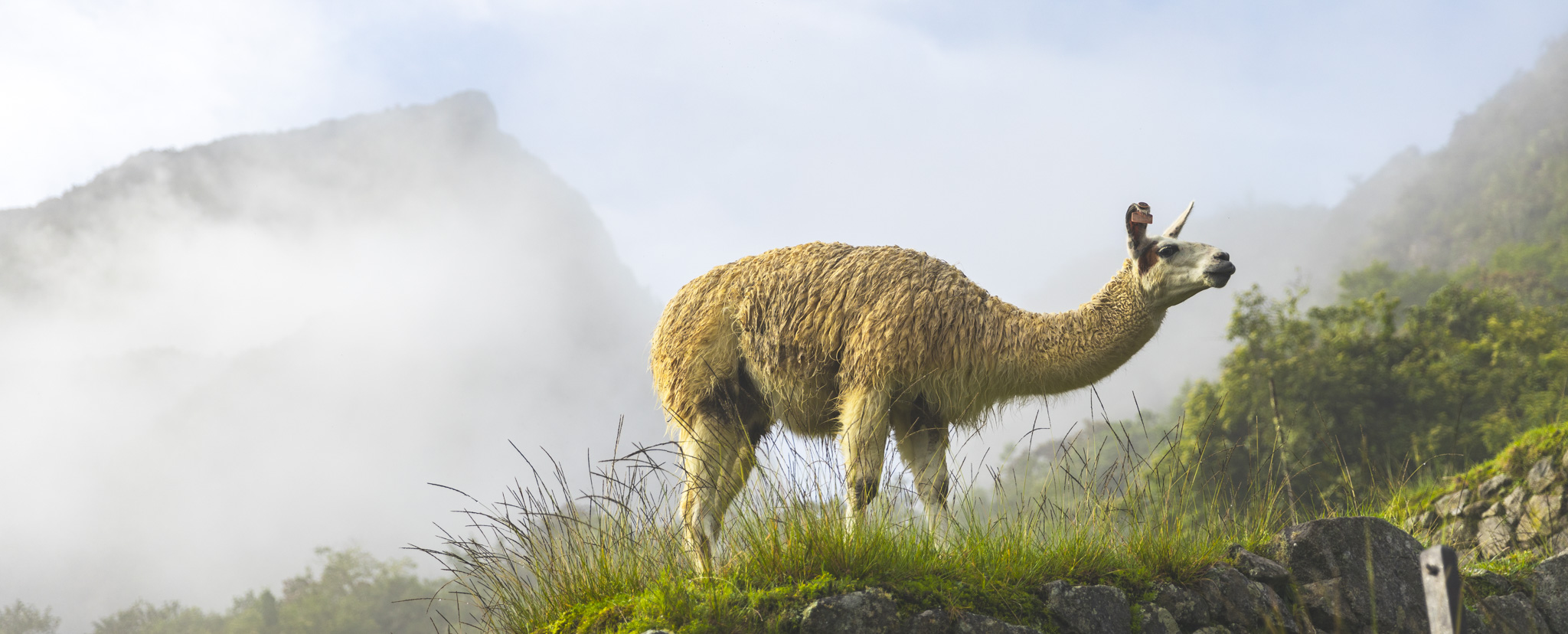 One of the llamas of Machu Picchu